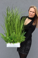 Minolla, nowoczesna kompozycja traw i sukulentów, wys.78cm