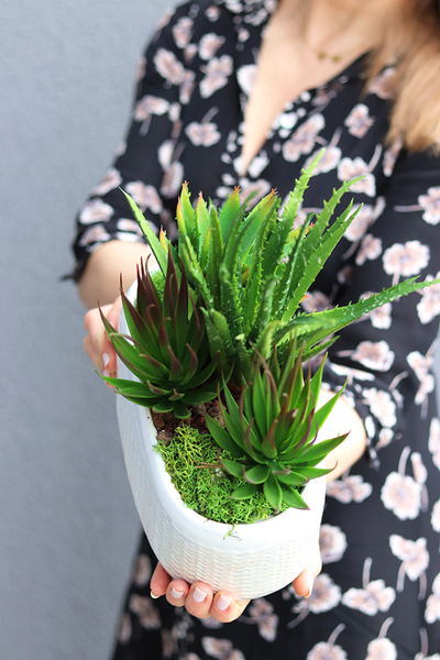 Menilla, kompozycja sukulenty w perłowej donicy, wys.30cm