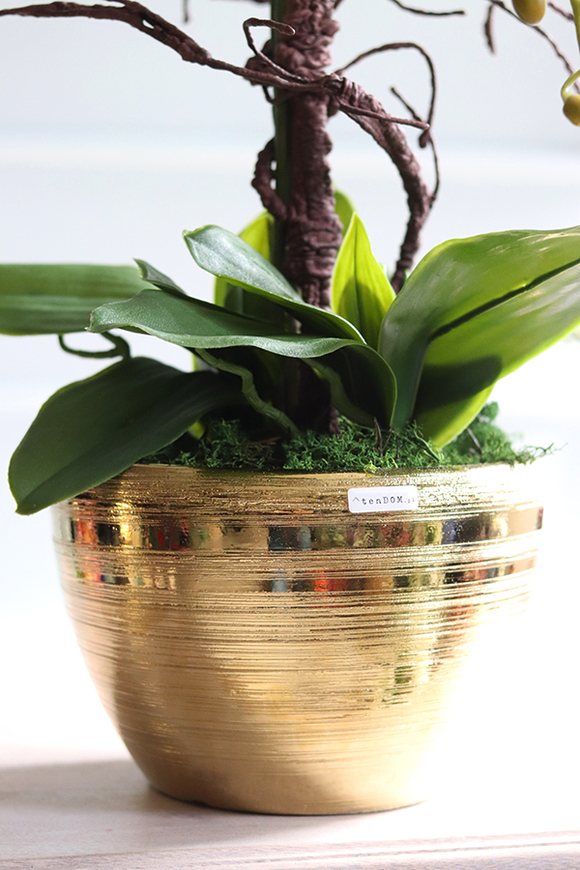 Goldisya Malla Big, elegancki storczyk w złotej osłonce, wys.62cm