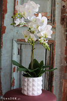 gumowy storczyk Retania w białej donicy, wys.64cm 