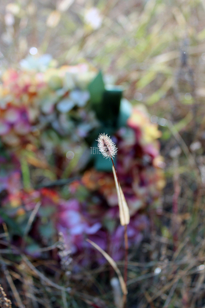 Jesienna Hortensja wianek na drzwi, śr.28cm