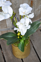 storczyk Cesarski w złotej donicy wys.68cm