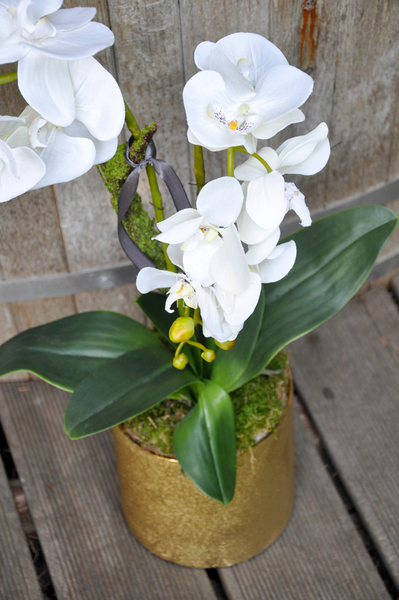 storczyk Cesarski w złotej donicy wys.68cm