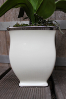 storczyk Madelene w eleganckiej donicy, wys.54cm