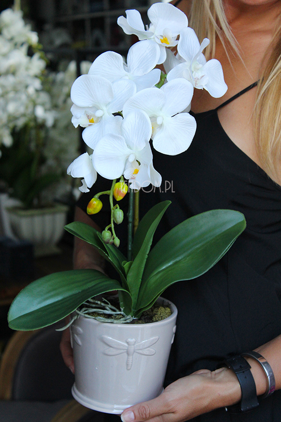 Dragonfly 2 sztuczny storczyk w bieli, szara donica wys. ok. 49cm 