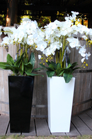 bardzo duży storczyk Home Design White Grande w donicy, wys.125cm 