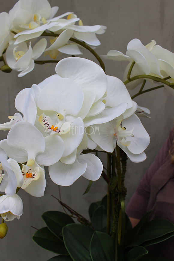 storczyk Grafit w ceramicznej, czarnej donicy wys.78cm