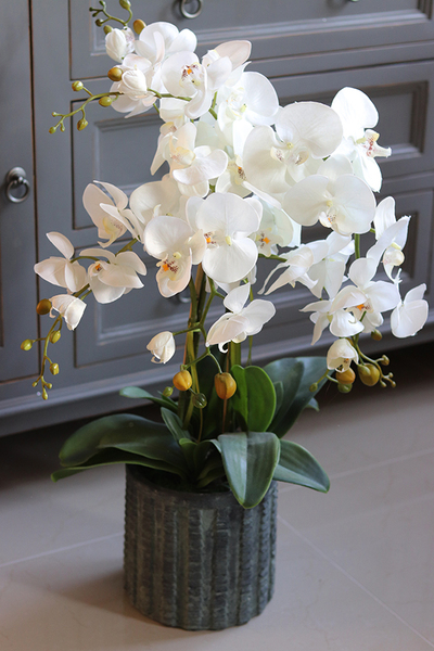 efektowny storczyk w cementowej donicy, Teofila, wys.72cm 