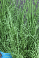 Your Style, sztuczna trawa do Twojej donicy, wys.145cm