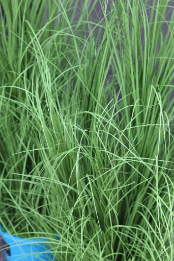 Your Style, sztuczna trawa do Twojej donicy, wys.145cm