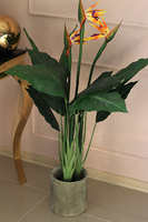 oryginalna kompozycja Strelicja La Luna, wys.110cm