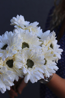 Gerbery Flamenco, bukiet kremowych kwiatów, dł.51cm