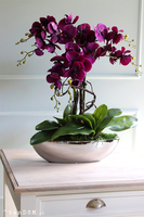 Laos Paloma, fioletowy storczyk w lustrzanej donicy, wys.62cm