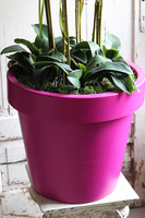 dużych rozmiarów storczyk podłogowy, Pink, wys.120cm 