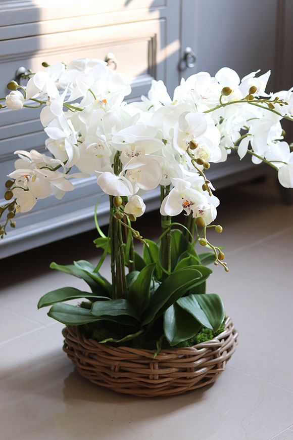 efektowny storczyk w wiklinowym koszu, Rattania Small, wys.57cm 