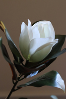 Drzewko Magnolia, sztuczne drzewo z gumowymi kwiatami, wys.174cm 