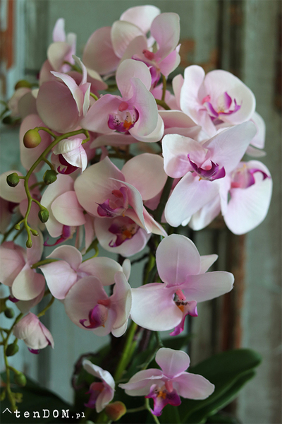 efektowny sztuczny storczyk Malika Pink, wys.60cm