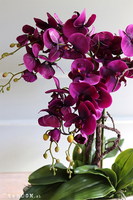 Laos Paloma, fioletowy storczyk w lustrzanej donicy, wys.62cm