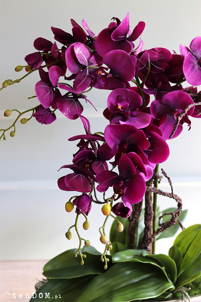 Laos Paloma, fioletowy storczyk w lustrzanej donicy, wys.62cm