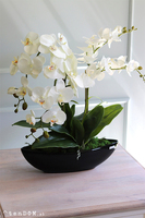 Laos Black 2 elegancki storczyk w czarnej donicy, wys.63cm