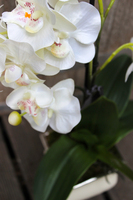 storczyk Madelene w eleganckiej donicy, wys.54cm