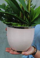 Pink House, storczyk w różowej ceramicznej donicy, wys.70cm 