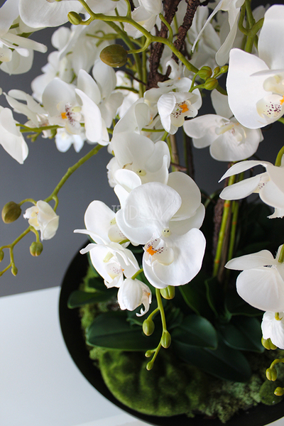 bardzo duży storczyk Fire Grande, wys.80cm 