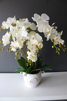 Prima kremowy storczyk w ażurowej donicy wys.66cm