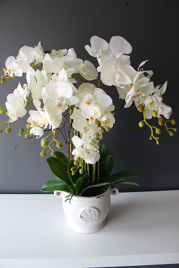 Prima kremowy storczyk w ażurowej donicy wys.66cm