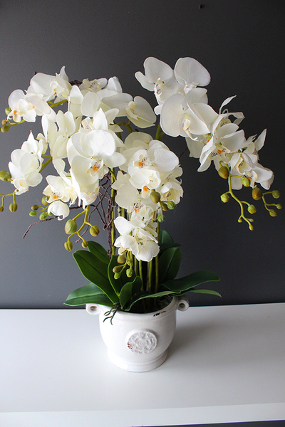 Prima kremowy storczyk w ażurowej donicy wys.66cm