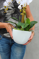 Cinderella Big, elegancki storczyk w białej donicy, wys.74cm