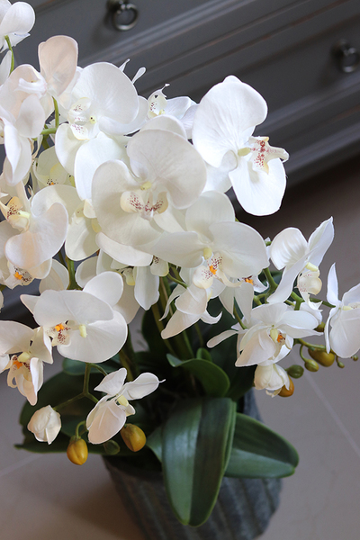 efektowny storczyk w cementowej donicy, Teofila, wys.72cm 