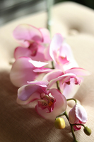 gałązka kwiatowa, sztuczny storczyk / orchidea Jasny Róż, 1 szt, dł.86cm