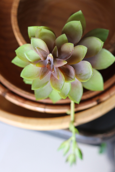 gumowa sztuczna roślina na gałązce, Sukulent 95, wym.23x20cm