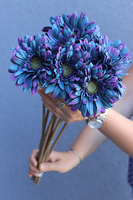 Gerbery Flamenco, bukiet fioletowo-granatowych kwiatów, dł.51cm