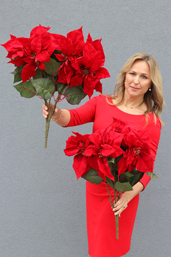 OD RĘKI Gwiazda Betlejemska, świąteczny kwiat poisencji, krzew, wys.60cm 