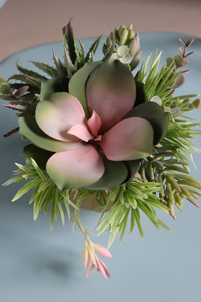 efektowna kompozycja sukulenty, Złoty Ramon, wys.19cm