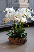 efektowny storczyk w wiklinowym koszu, Rattania Small, wys.57cm 