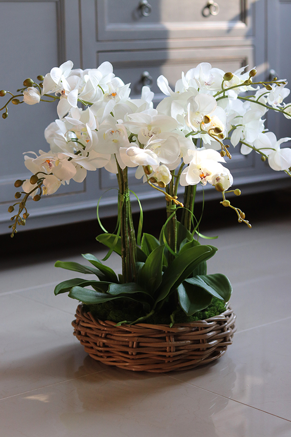 efektowny storczyk w wiklinowym koszu, Rattania Small, wys.57cm 