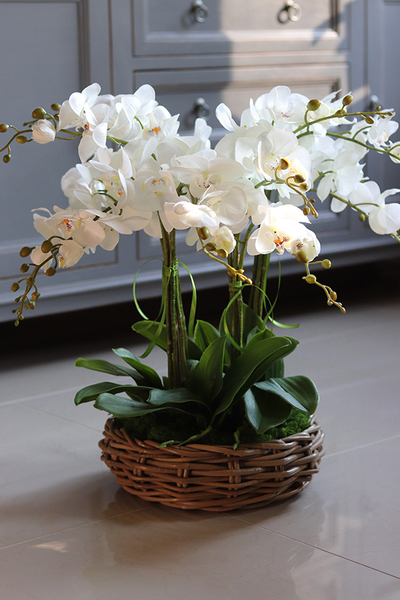 efektowny storczyk w wiklinowym koszu, Rattania Small, wys.57cm 