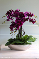 Laos Paloma, fioletowy storczyk w lustrzanej donicy, wys.62cm