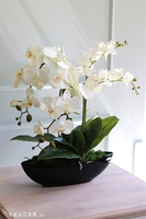 Laos Black 2 elegancki storczyk w czarnej donicy, wys.63cm