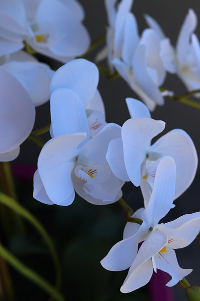 dużych rozmiarów storczyk podłogowy, Pink, wys.120cm 