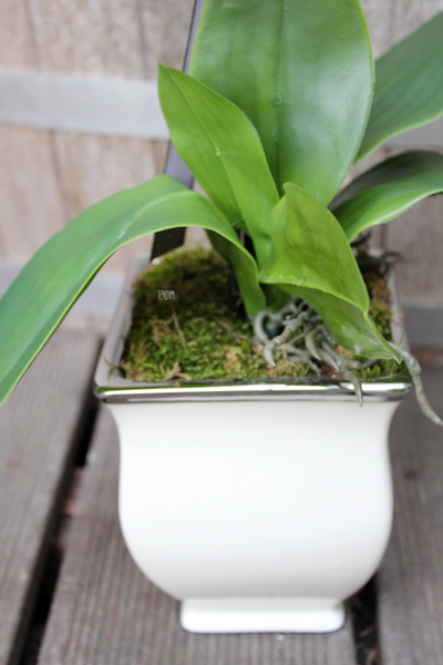 storczyk Madelene w eleganckiej donicy, wys.54cm