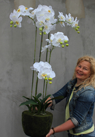 Andaluzja B storczyk sztuczny - wkład do donicy, wys.112cm