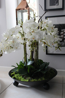 bardzo duży storczyk Fire Grande, wys.80cm 