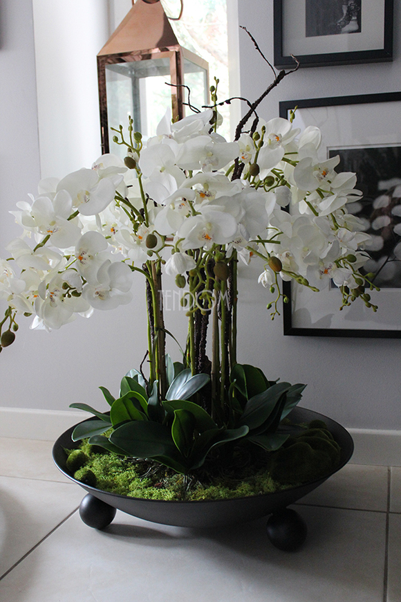 bardzo duży storczyk Fire Grande, wys.80cm 