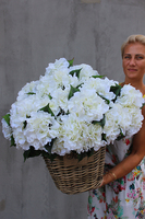 kosz Flowers Provance z białymi hortensjami wys.55cm