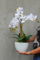 Cinderella Big, elegancki storczyk w białej donicy, wys.74cm