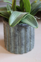 efektowny storczyk w cementowej donicy, Teofila, wys.72cm 